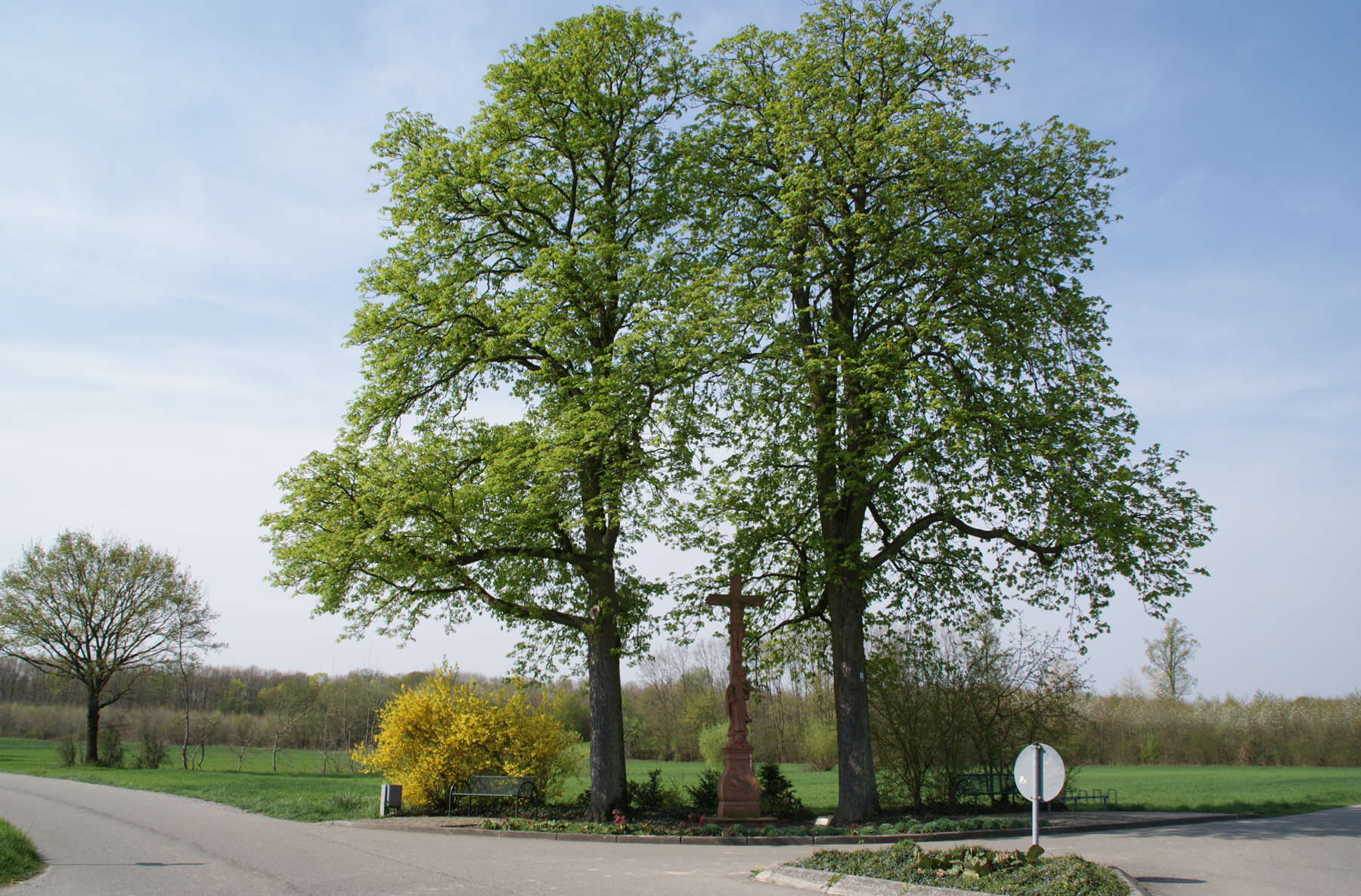 Hintergrundbild der Gemeinde Schutterwald