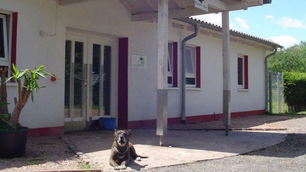 Bild vom Tierheim, es ist ein Hund zu sehen