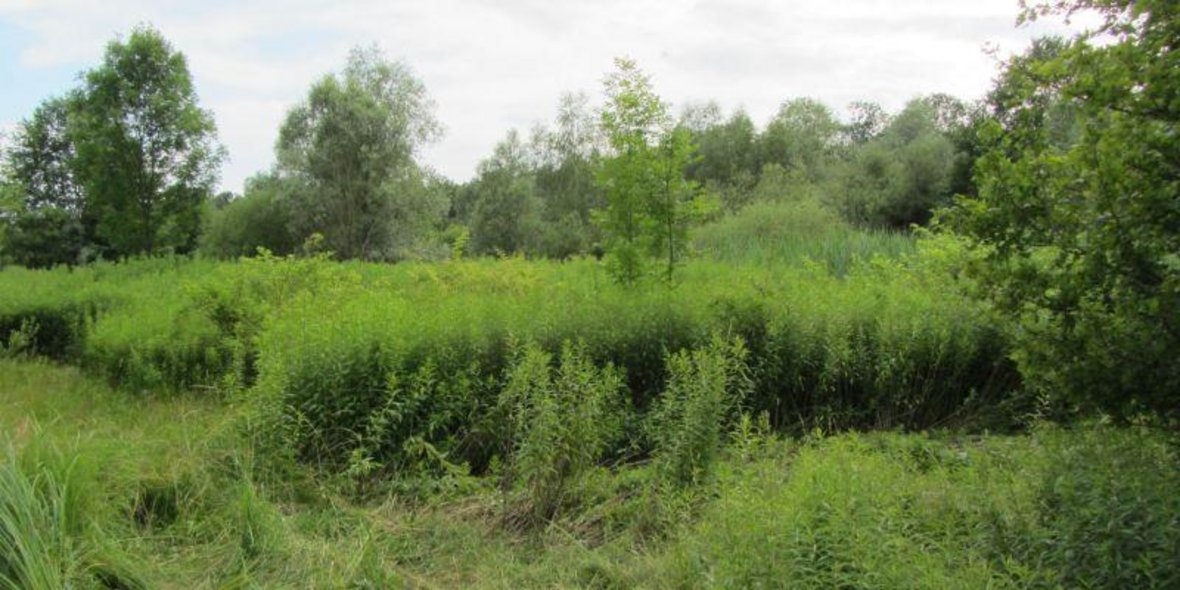 Bilder der "Neuen Matten"