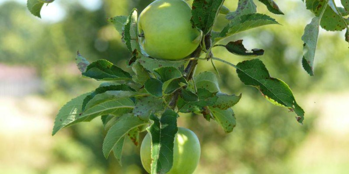 Bild von einem Apfelbaum, an dem Zwei grüne Äpfel hängen