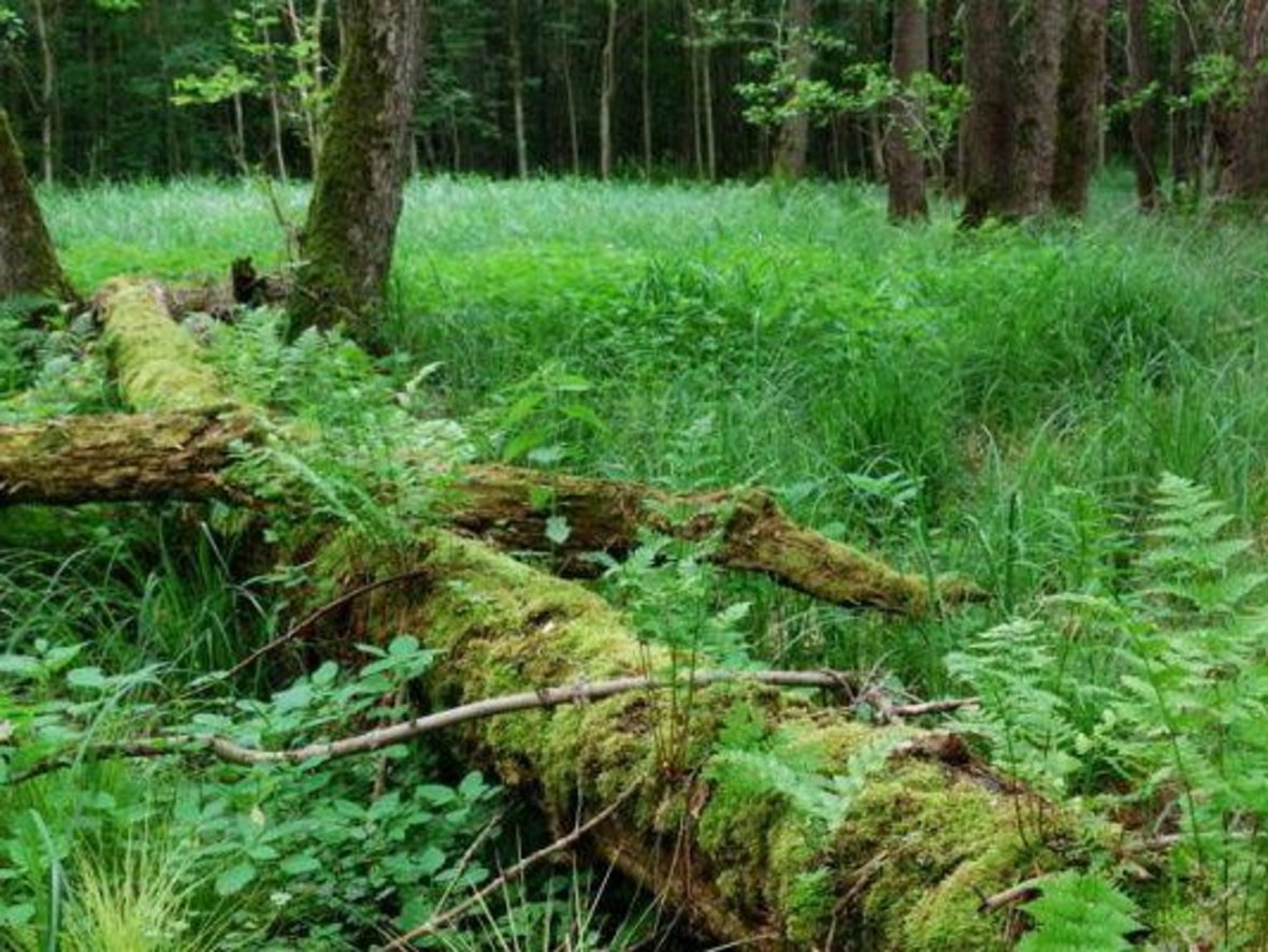 Bild vom Gemeindewald