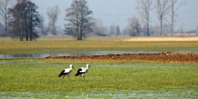 Störche im Naturschutzgebiet