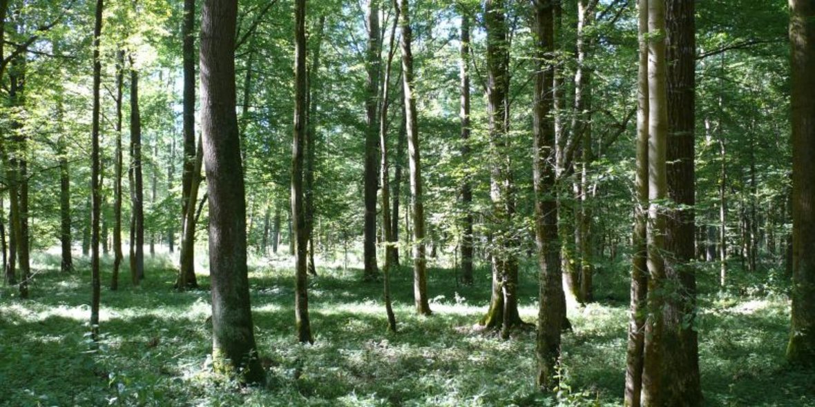 Bild vom Clobelochwald